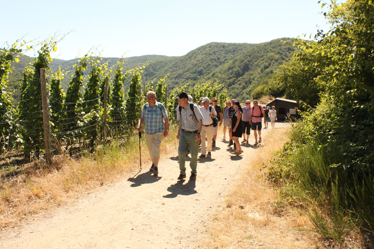 Weinlagenwanderung 2019 23